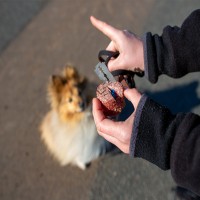 Wie Sie Ihren Hund vor Giftködern schützen