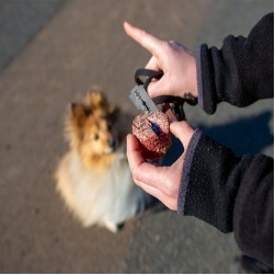 Wie Sie Ihren Hund vor Giftködern schützen