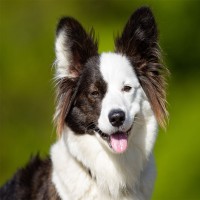 Glucosamin für den Hund