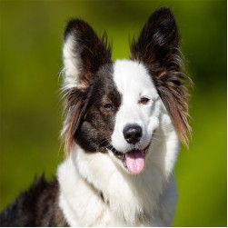 Glucosamin für den Hund