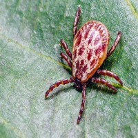 Grasmilben beim Hund erkennen, behandeln und vorbeugen