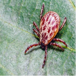 Grasmilben beim Hund erkennen, behandeln und vorbeugen