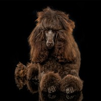 Großpudel: Hundefutter und Rasseportrait