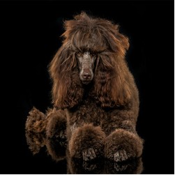 Großpudel: Hundefutter und Rasseportrait