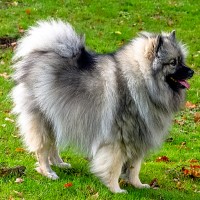 Großspitz: Hundefutter und Rasseportrait