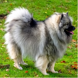 Großspitz: Hundefutter und Rasseportrait