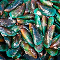 Grünlippmuschel für Hunde