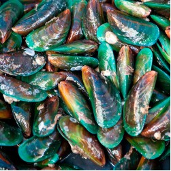 Grünlippmuschel für Hunde