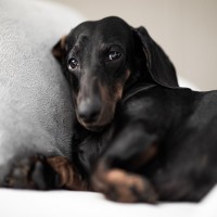 Hakenwürmer bei Hunden: Erkennung, Behandlung und Prävention