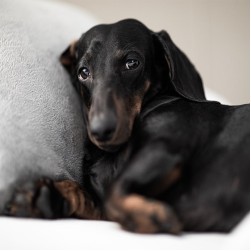 Hakenwürmer bei Hunden: Erkennung, Behandlung und Prävention