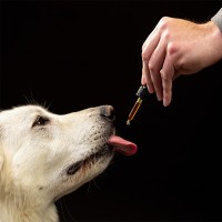 Hanföl für Hunde: Ein natürlicher Booster für die Gesundheit Ihres Vierbeiners