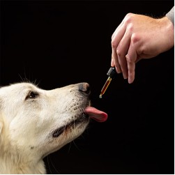 Hanföl für Hunde: Ein natürlicher Booster für die Gesundheit Ihres Vierbeiners