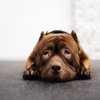 Hautpilz beim Hund erkennen und behandeln