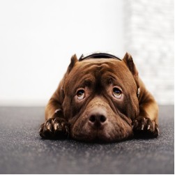 Hautpilz beim Hund erkennen und behandeln