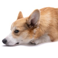 Hirschlausfliege beim Hund: Stiche vermeiden und behandeln