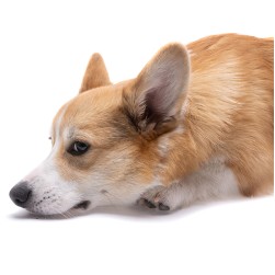 Hirschlausfliege beim Hund: Stiche vermeiden und behandeln