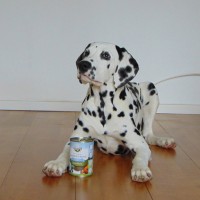 Hochwertiges Nassfutter für Hunde