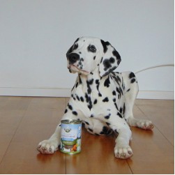 Hochwertiges Nassfutter für Hunde