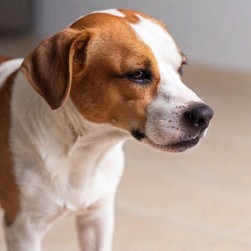 Hot Spot beim Hund erkennen und behandeln