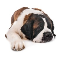 Hund erkältet? Das können Sie tun