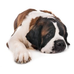 Hund erkältet? Das können Sie tun