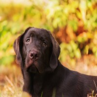 Hund hat Flöhe: Flohbefall erkennen und behandeln