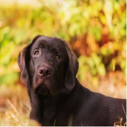 Hund hat Flöhe: Flohbefall erkennen und behandeln