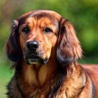 Hund kastrieren: Ablauf, Vorteile und Risiken