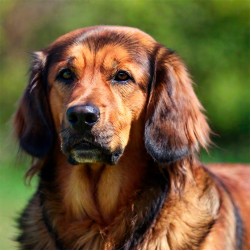 Hund kastrieren: Ablauf, Vorteile und Risiken