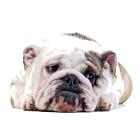 Hund muss abnehmen: so klappt es mit der Diät