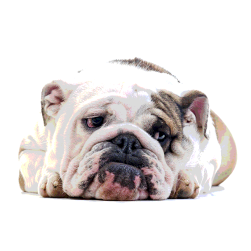 Hund muss abnehmen: so klappt es mit der Diät