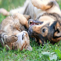 Hund und Katze: kann das Zusammenleben funktionieren?