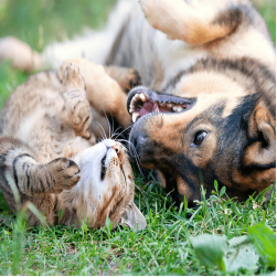 Hund und Katze: kann das Zusammenleben funktionieren?