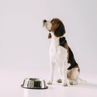 Hund vegan ernähren: nachhaltige Alternative oder einfach ungesund?