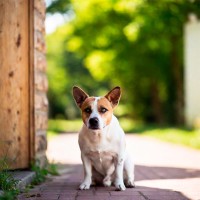 Hund vermisst: Was können Hundebesitzer unternehmen?