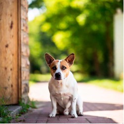 Hund vermisst: Was können Hundebesitzer unternehmen?