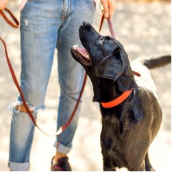 Hund zieht an der Leine: Tipps zum Thema Leinenführigkeit