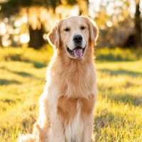 Welche Hunde eignen sich für Allergiker?