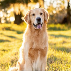 Welche Hunde eignen sich für Allergiker?