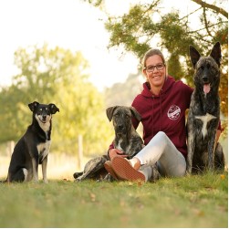 Hundeerziehung: Worauf müssen Anfänger achten?