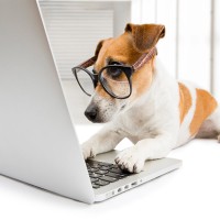 Hundefutter online bestellen - so klappt der Futterkauf im Internet