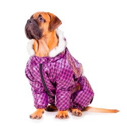 Hundemantel: sinnvoller Kälteschutz oder nutzloses Accessoire?