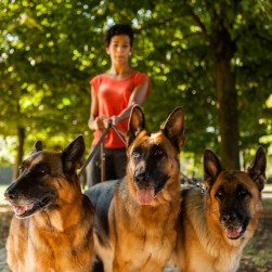 Hundesitter: eine gute Entscheidung für Mensch und Tier?