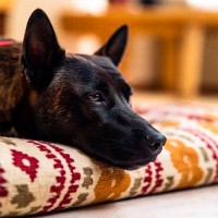 IBD beim Hund: Ursachen und Möglichkeiten zur Behandlung