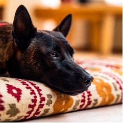 IBD beim Hund: Ursachen und Möglichkeiten zur Behandlung