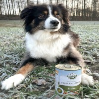 Insektenprotein? Aber mein Hund braucht doch echtes Fleisch