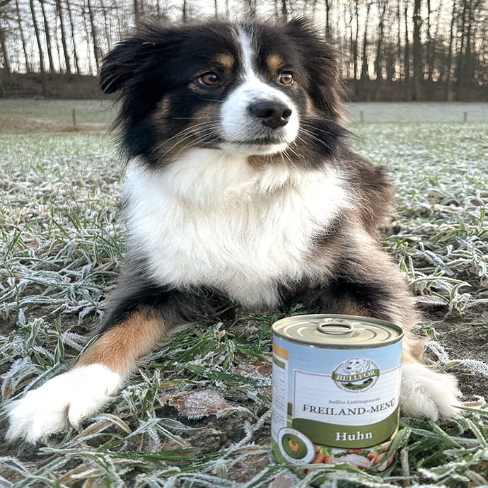 Insektenprotein? Aber mein Hund braucht doch echtes Fleisch Insektenprotein? Aber mein Hund braucht doch echtes Fleisch