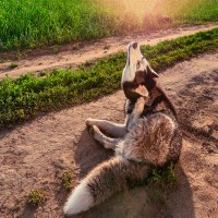 Juckreiz beim Hund: mögliche Ursachen und Behandlungsmethoden