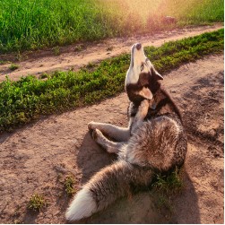 Juckreiz beim Hund: mögliche Ursachen und Behandlungsmethoden