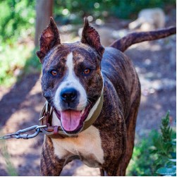 Kampfhunderassen: Gefahr für Menschen oder liebenswerte Begleiter?